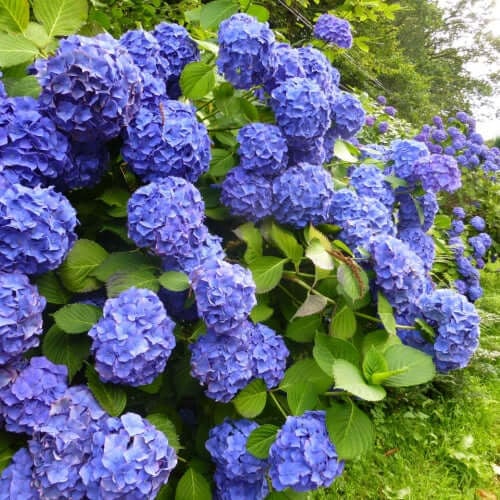 Shrubs - TN Nursery