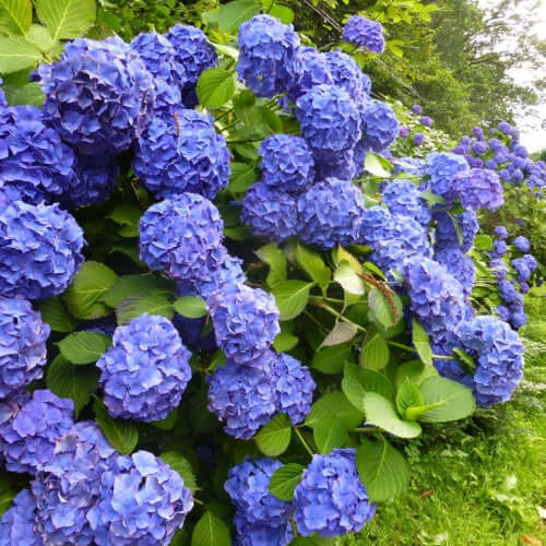 Shrubs - TN Nursery