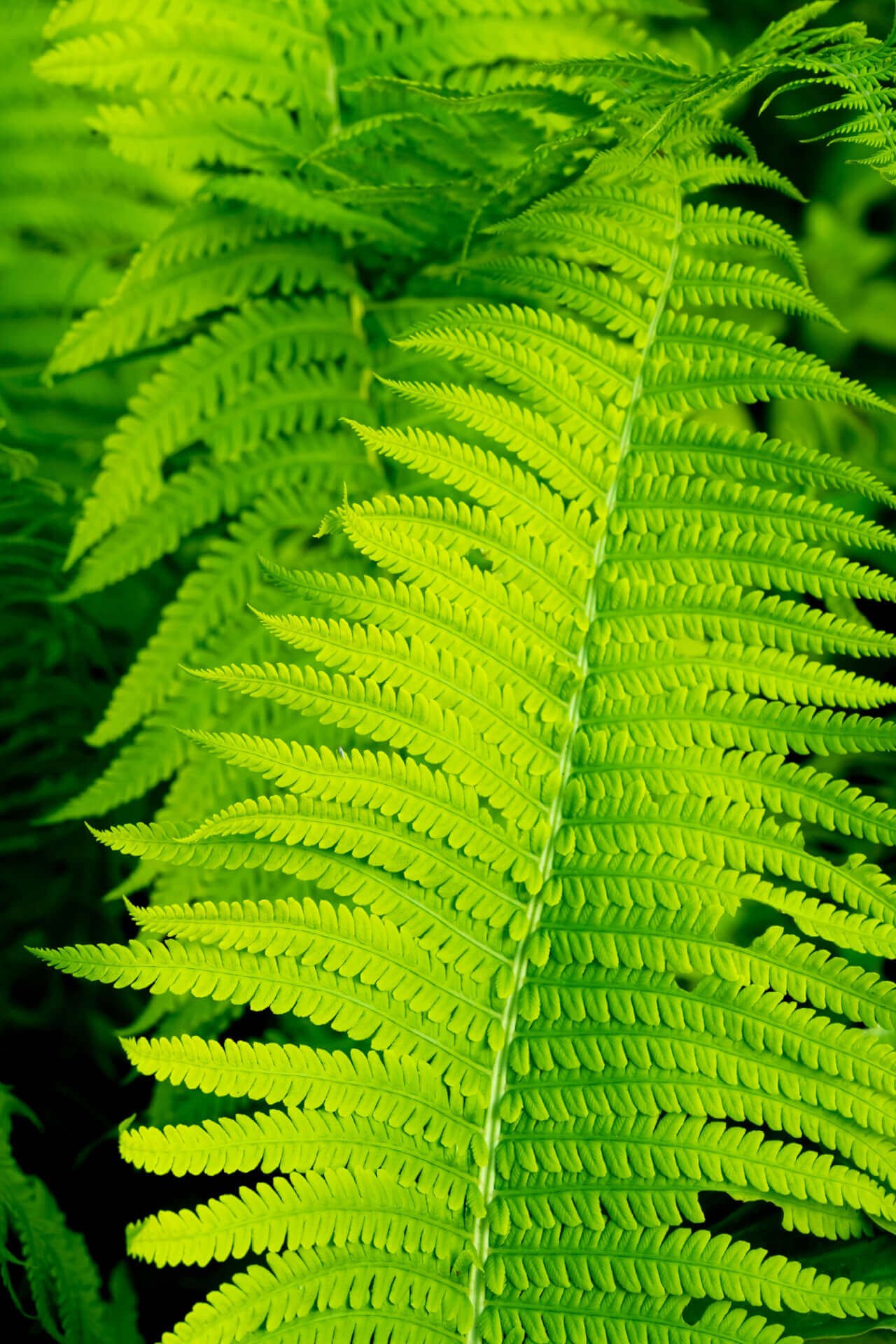 Sun Ferns - TN Nursery