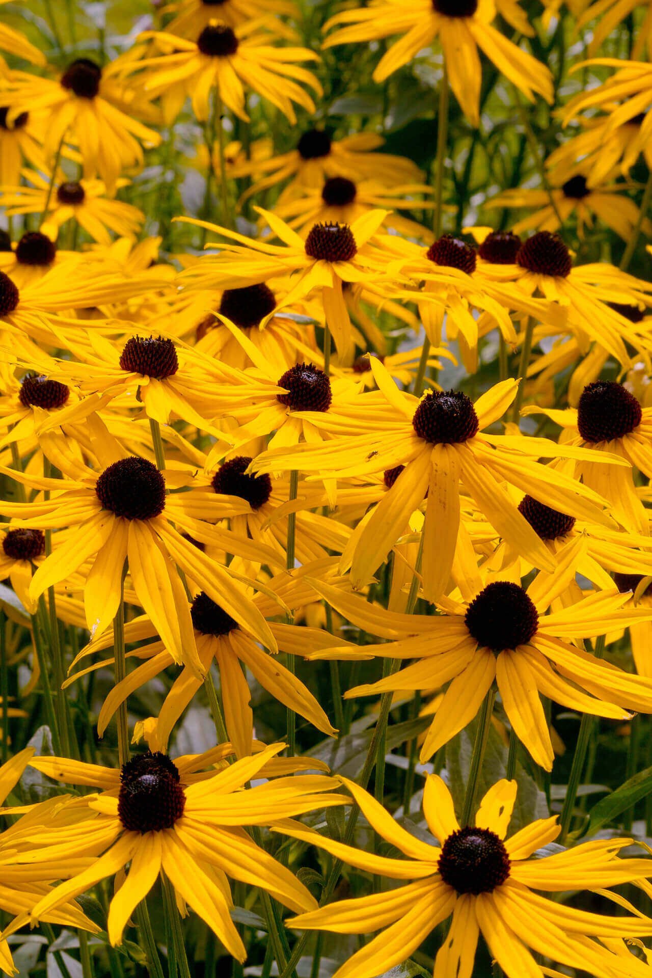 Sun Perennials - TN Nursery