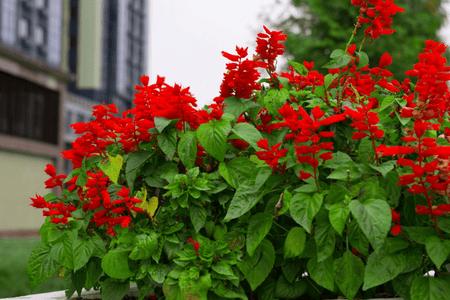 Sun Perennials - TN Nursery