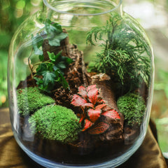Terrarium Moss Kit