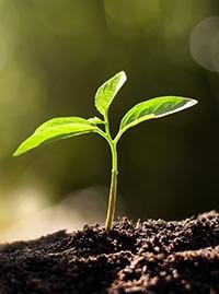 Tree Seedlings - TN Nursery
