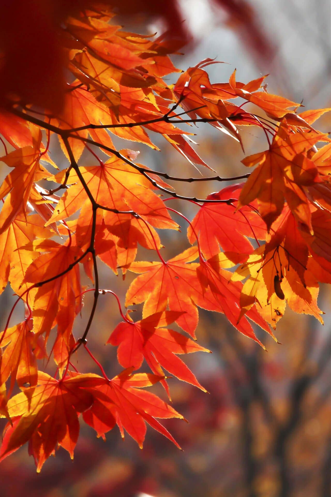 Vibrant Foliage Trees - TN Nursery
