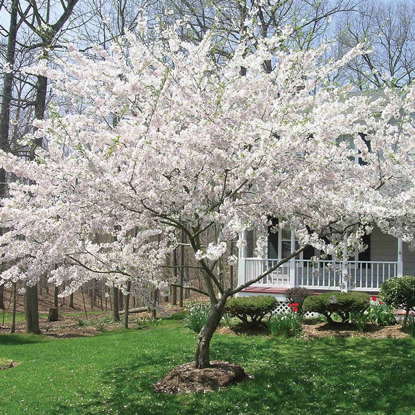  Yoshino Cherry Tree