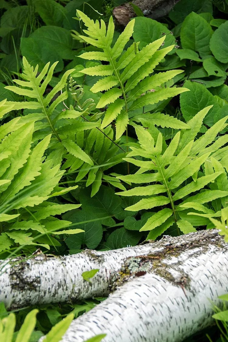 Sensitive Fern