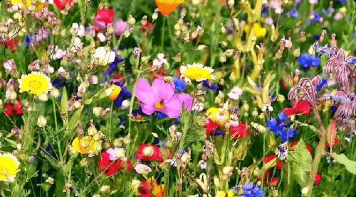 TN Nursery