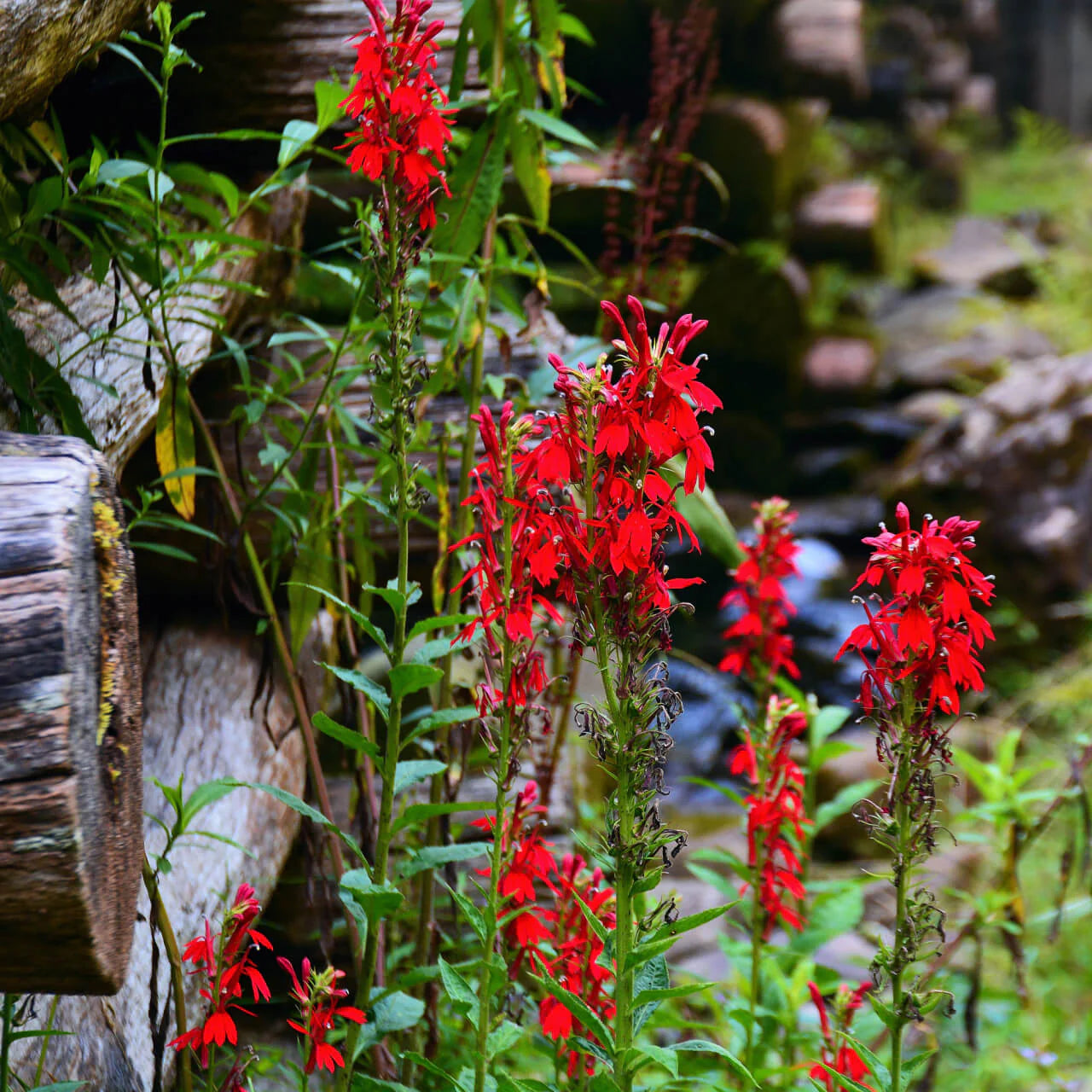 red Lobelia Plants in full bloom with red flowers