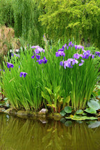 Buy 10 Water Garden Plants online at TN Nursery