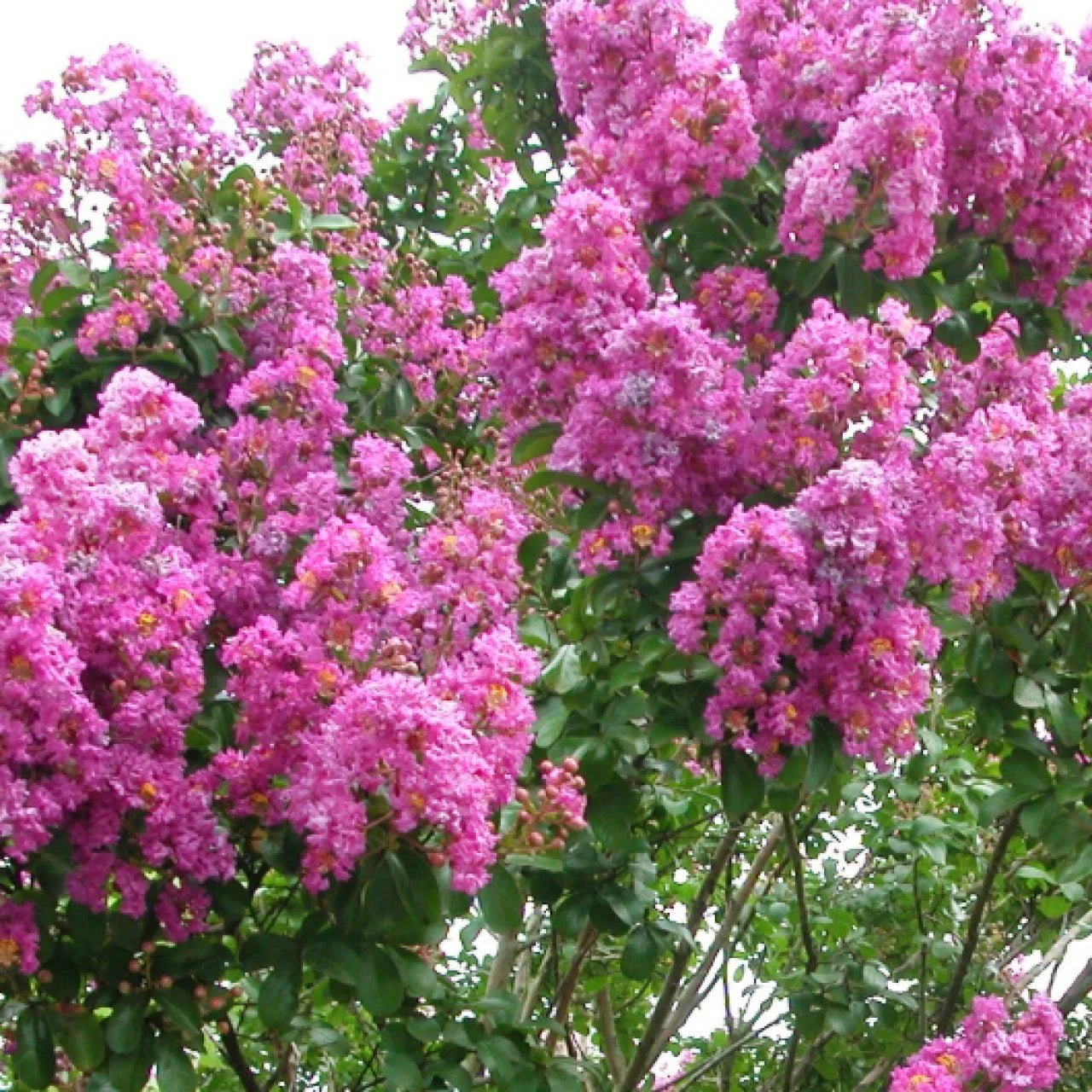 🌸 Ornamental Landscape Special –  200 PLANTS - $149 Crepe Myrtle -PICKUP ONLY