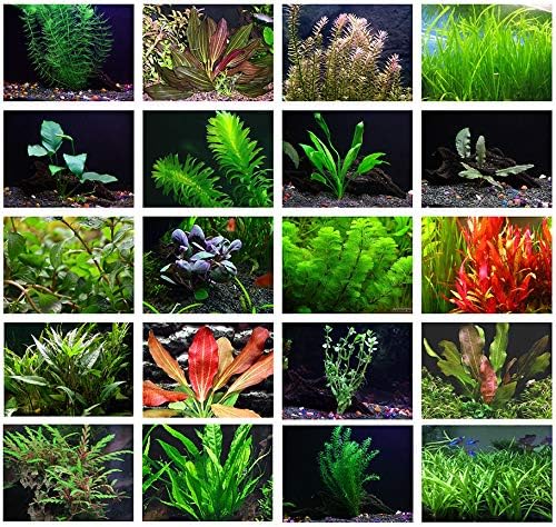 15 Aquatic Plants Box - 5 Bul Rush, 5 River Cane, 5 Crested Iris - TN Nursery