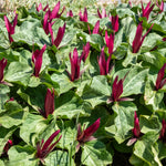 15 Colorful Trillium Collection - 5 Each- White, Red & Yellow - TN Nursery