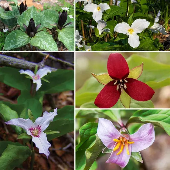15 Colorful Trillium Collection - 5 Each- White, Red & Yellow - TN Nursery