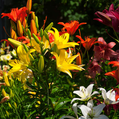 A variety of colorful flowering perennials including yellow, red, orange, and white flowers, growing in a garden setting.
