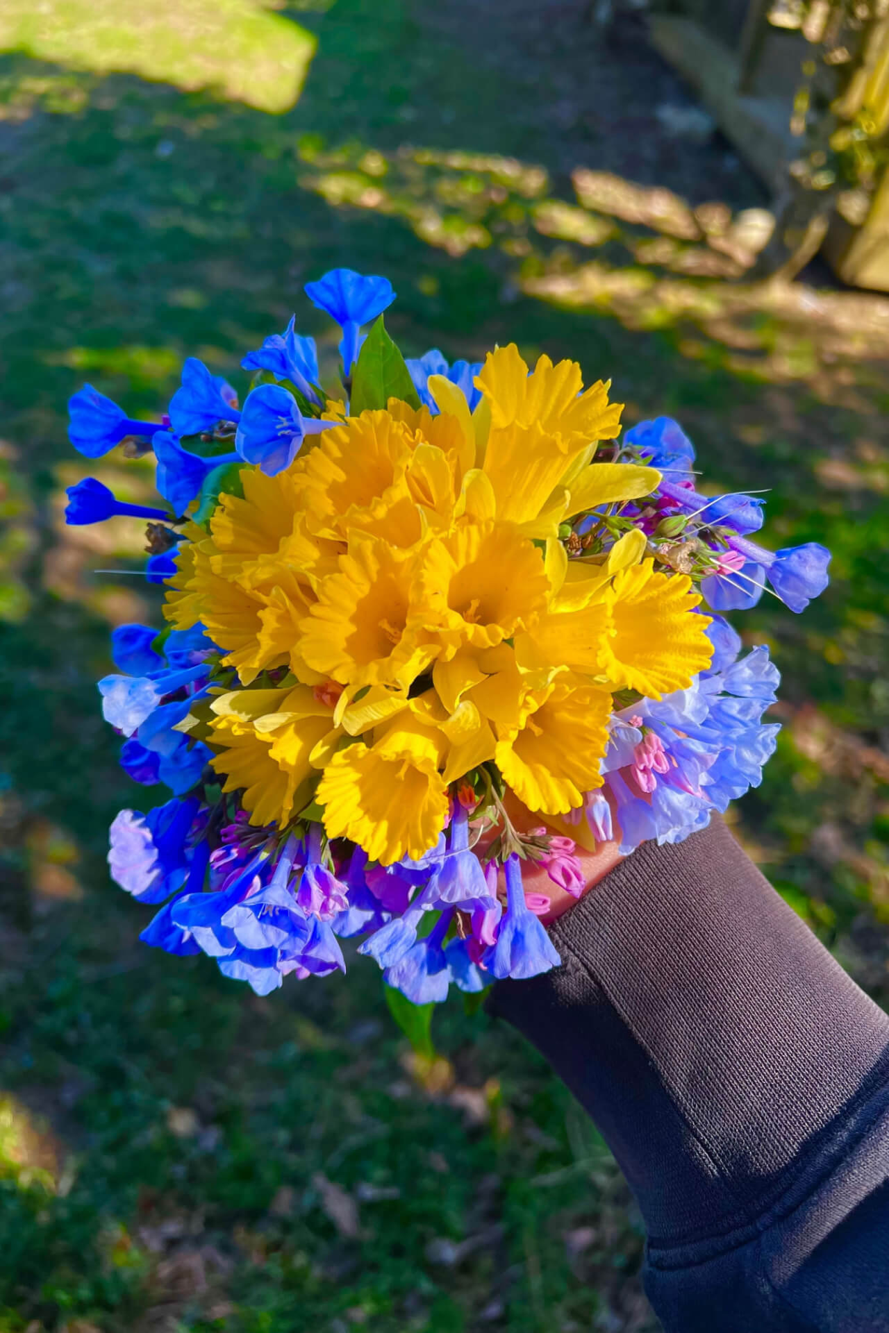 bluebells and daffodils 