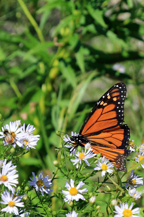 15 Monarch Pollinator Plants