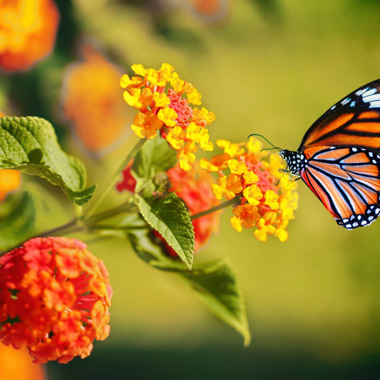15 Monarch Pollinator Plants - TN Nursery