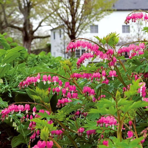15 Old Fashioned Perennial Favorites - Perfectly Choosen For Your Planting Zone