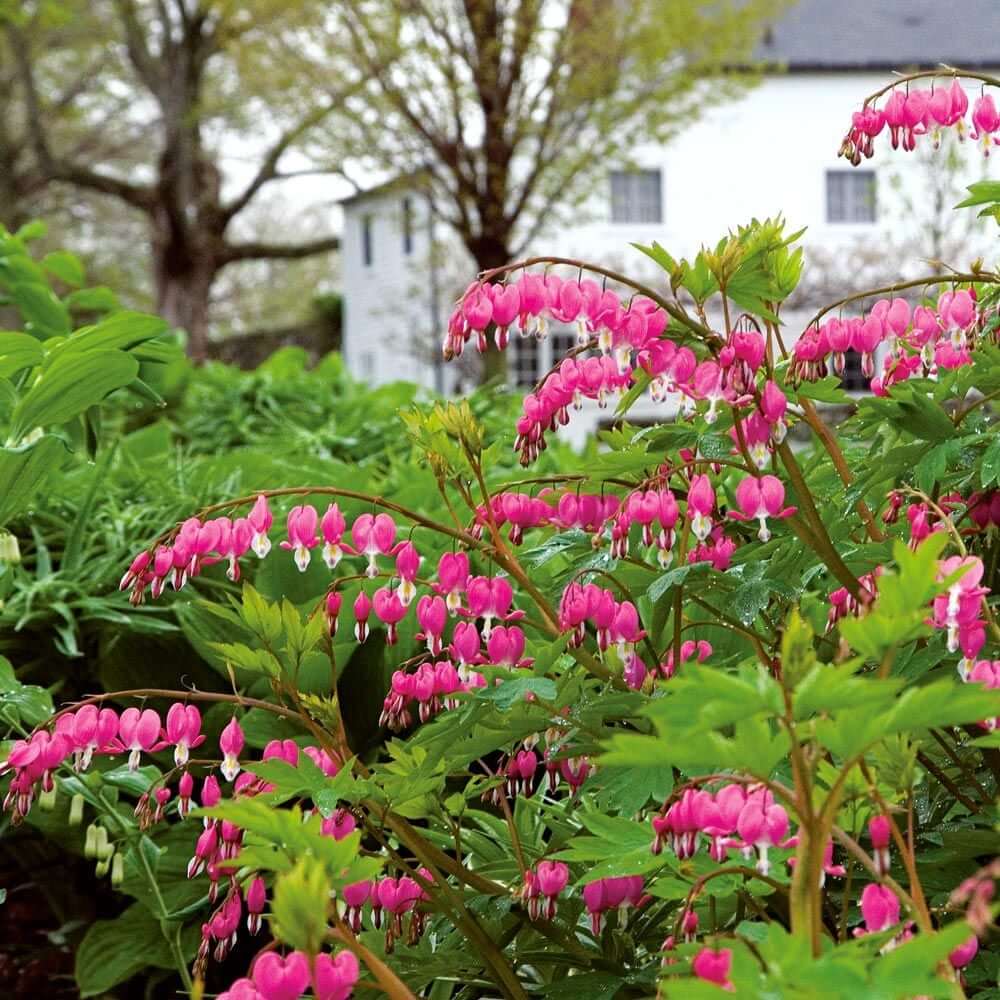 A garden bed with vibrant pink bleeding heart flowers in full bloom, with green leaves and a white building in the background.