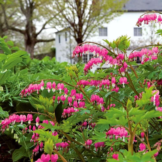 A garden bed with vibrant pink bleeding heart flowers in full bloom, with green leaves and a white building in the background.