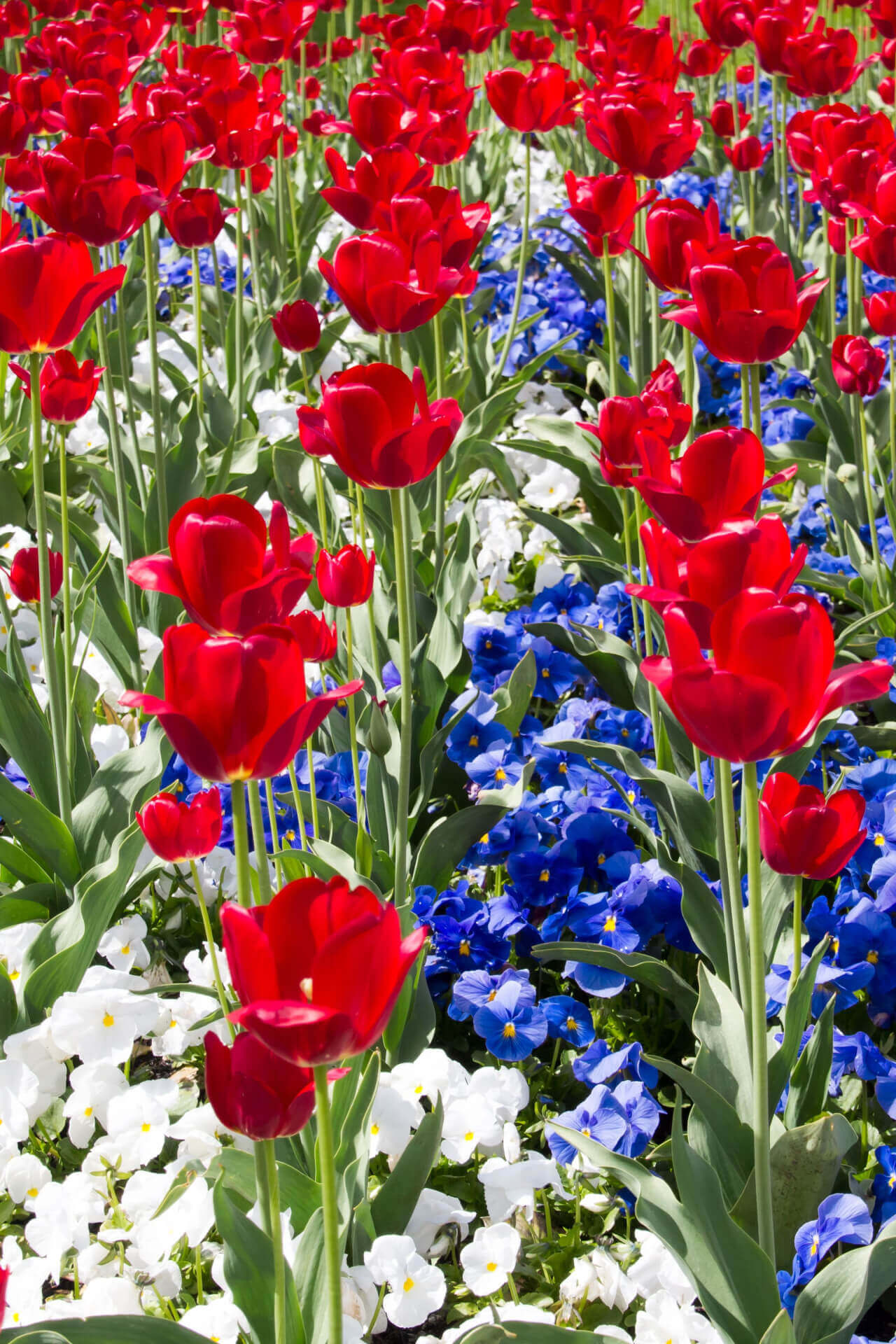 15 Patriot Perennial Package (Red, White & Blue) - 5 Each - Red Cardinal Flower, Blue Lobelia & Solomon Seal Plants - TN Nursery