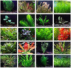 Buy 15 Aquatic Plants Box online at TN Nursery 