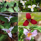 Buy 15 Colorful Trillium Collection online at TN Nursery 