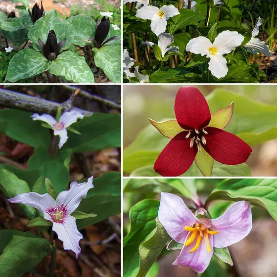 Buy 15 Colorful Trillium Collection online at TN Nursery 