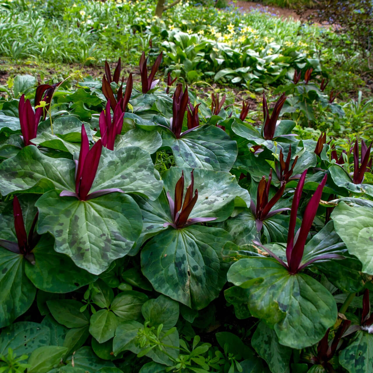 Buy 15 Colorful Trillium Collection at TN Nursery