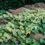 Shop sale on 15 Ground Cover Favorites online at TN Nursery