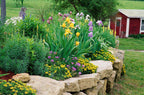 Buy 15 Long Blooming Perennials at TN Nursery 