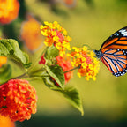 Buy 15 Monarch Pollinator Plants online at TN Nursery 