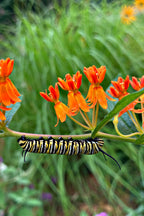 Shop sale on 15 Monarch Pollinator Plants online at TN Nursery 