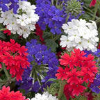 Shop 15 Patriot Perennial Package online at TN Nursery