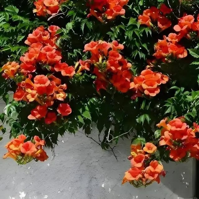 TN Nursery