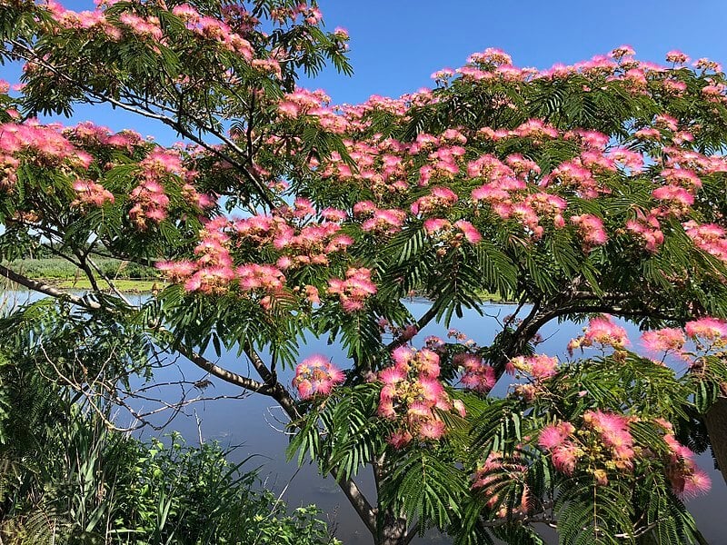 Momosa tree