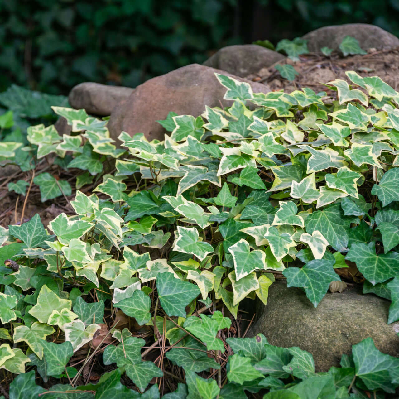 Shop 20 Mixed Soil Erosion Vines online at TN Nursery 