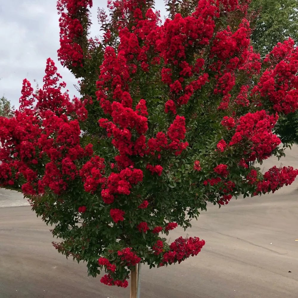 Crepe Myrtle Plant - TN Nursery