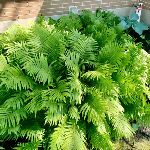 25 Big Ferns Grab Bag -  Perfectly For Your Zone