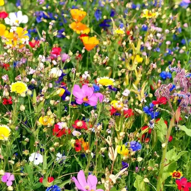 25 Colorful Wildflowers - Mixture Selected For Your Zone - TN Nursery