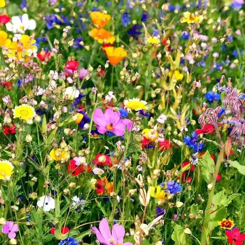 25 Colorful Wildflowers - Mixture Selected For Your Zone