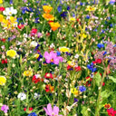 25 Colorful Wildflowers - Colorful Selections Selected Perfectly For Your Zone