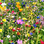 Shop 25 Colorful Wildflowers online at TN Nursery
