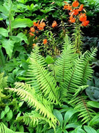 Shop 25 Ferns & 25 Perennials online at TN Nursery