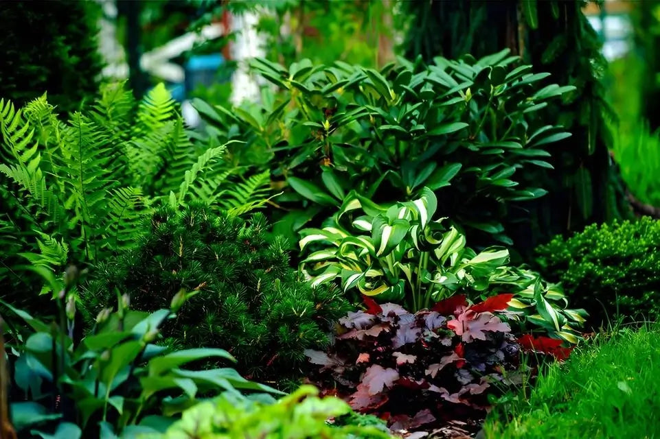 Buy 25 Ferns & 25 Perennials online at TN Nursery
