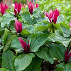 Buy 25 Ground Covers Grab Bag online at TN Nursery