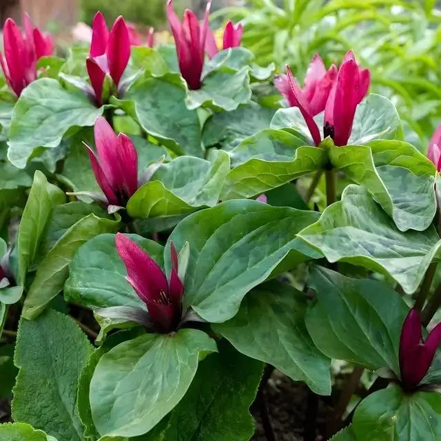 Buy 25 Ground Covers Grab Bag online at TN Nursery