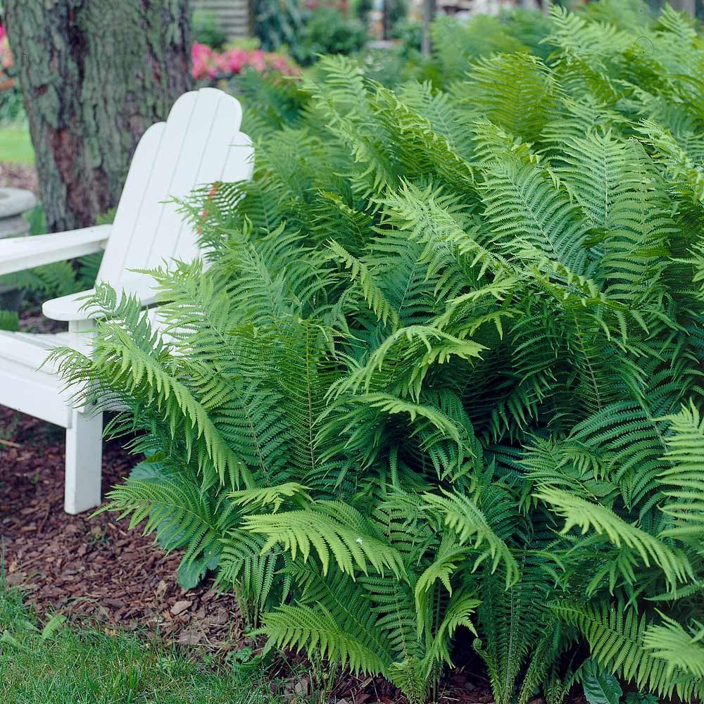 Ostirch Fern