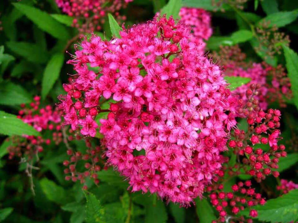 
A dense, mounded shrub is covered in numerous clusters of small, bright pink flower