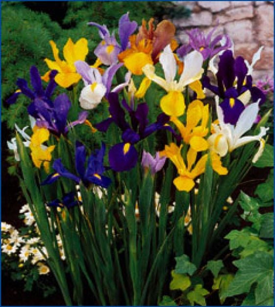 Dutch Iris' TN Nursery